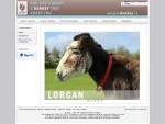 Adopt a Donkey in Ireland