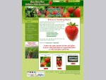 Strawberry Plants Ireland, Quality Strawberry Fruit Plants for Sale Online in Ireland