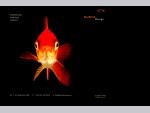 Goldfish Design