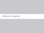 Wildflower Photography - Newborn Photographer